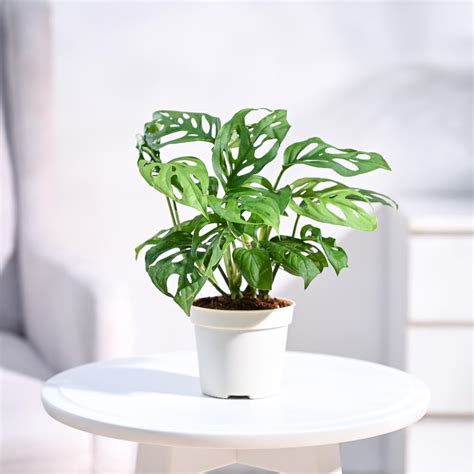 UGAOO Combo of 4 Indoor Live Plants for Home & Living Room Indoor ...