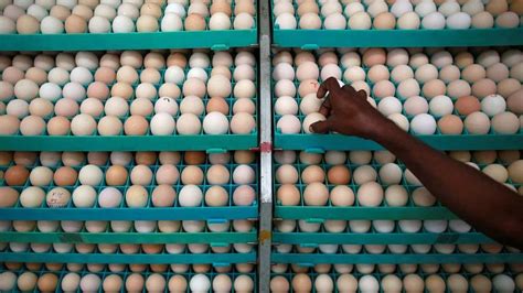 OVO Farm introduces blockchain technology in Egg Industry
