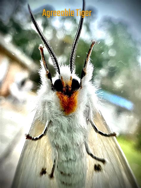 A pleasant visitor, the agreeable tiger. : r/moths