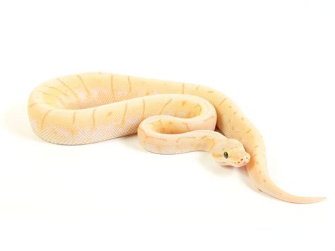 Image result for Rainbow Ball Python