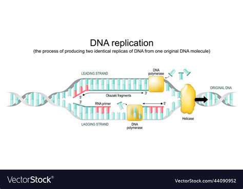 DNA Replication Forks Animation 的图像结果