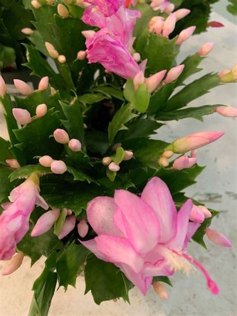 Holiday Cactus Planting Workshop $35, Pottery World of Oklahoma, Broken ...