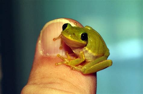 Photography & Me: Tiny Tree Frog 2