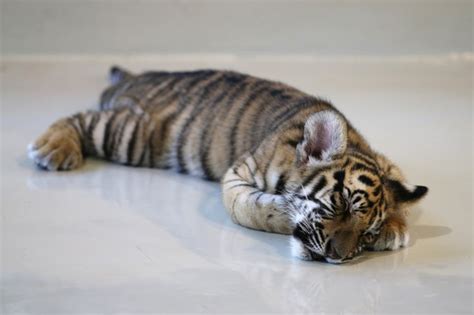 The pangs of the striped predator