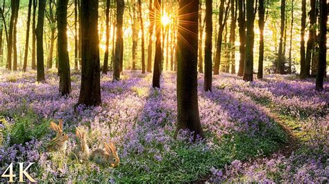 Spring Relax 的图像结果