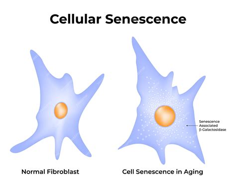 Cellular Aging 的图像结果