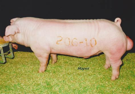 Chester White Pigs — Schmidt Swine