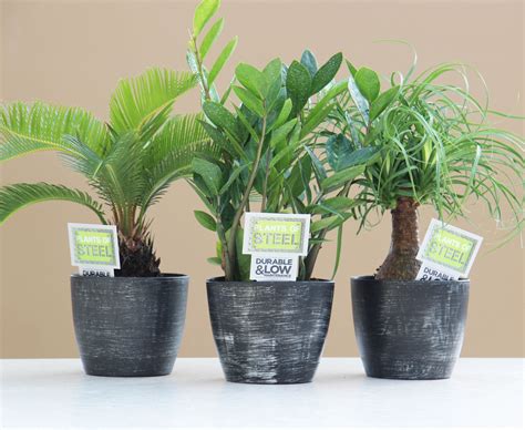 33+ Small House Plants Easy Care, Cool!