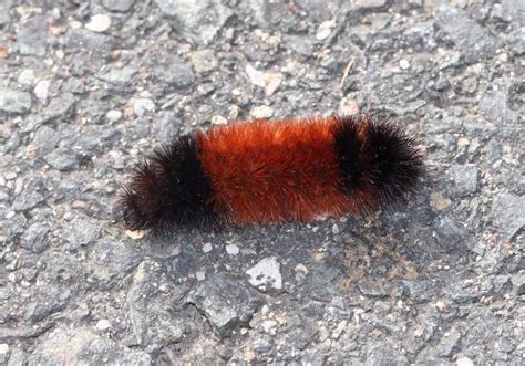 Woolly Bear Caterpillars: Winter Weather Predictors | The Old Farmer's ...