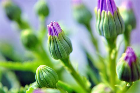 Image result for Flowerrawing