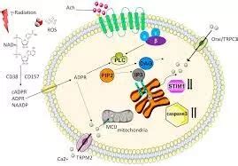 Rapamycin enhances whole gland homeostasis and alleviates irradiation ...