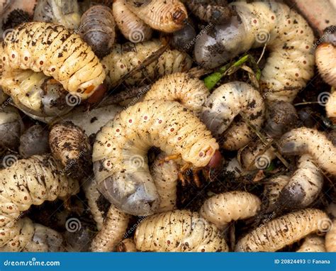Stag-beetle larva stock image. Image of animal, grub - 20824493