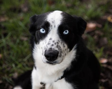Husky Mixed With Collie