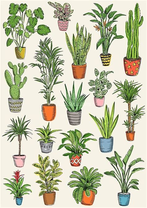 houseplant drawing