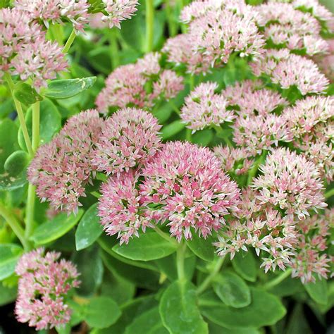 Sedum 'Autumn Fire' - Mountain Crest Gardens