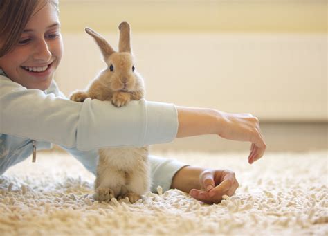 The Best Toys to Keep Your Rabbit Entertained and Engaged | Pet rabbit ...