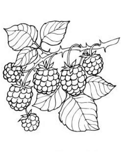 Raspberry Drawing Realistic Coloring Page