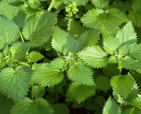 Amazing Benefits Of Nettle Tea In Hindi | amazing benefits of nettle ...