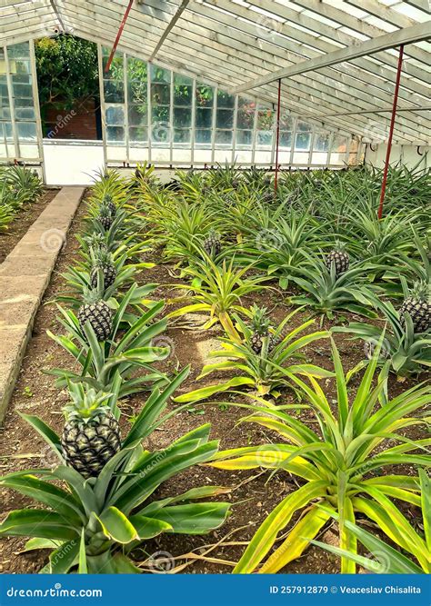 Pineapple Fruit Grown in a Greenhouse Stock Image - Image of ponta ...