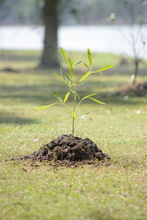 Image result for Life Tree Sapling