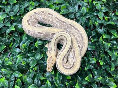 Image result for Pin Strip Ghost Ball Python