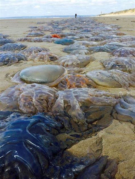 英国西南海岸惊现大量巨型水母-国际在线