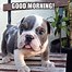 Image result for good morning puppy quotes