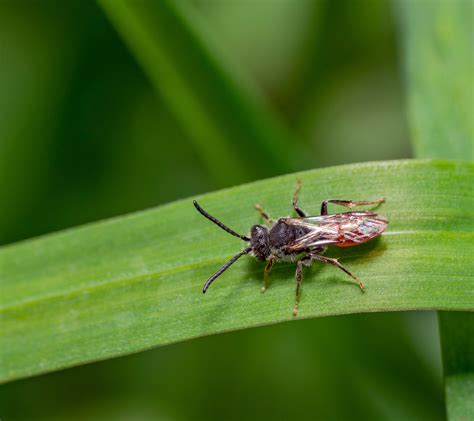 Types of bees: 10 bees you’ve probably never heard of | Alvéole