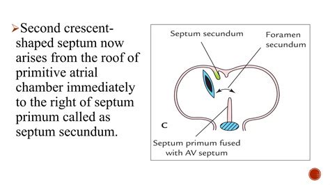 22. Development of Interatrial and Interventricular septum 2020.pdf