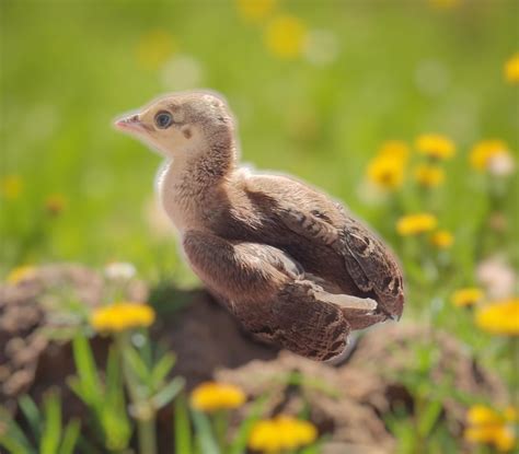 Jeev Vardaan Foundation – Animal Rescue NGO in India