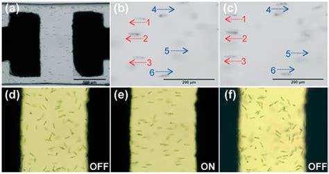 Ultrafast Laser Fabrication of Functional Biochips: New Avenues for ...