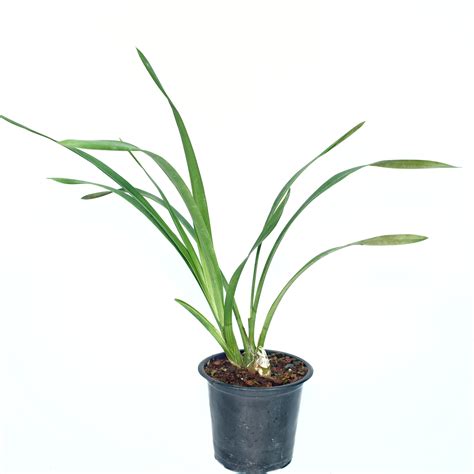 Experience Tranquility with the Cymbidium Green Zenith 'Machteld ...