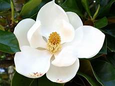 magnolia fiore fiori magnolia fiori di piante i fiori della magnolia magnolia fiore fiori magnolia fiori di piante i fiori della magnolia
