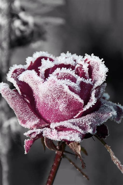 Roses in the winter. | via Facebook - image #2351443 on Favim.com