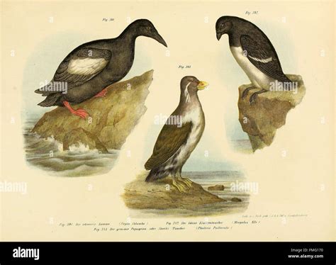 The 'Bilder-Atlas' provides a visual reference for the scientific and ...