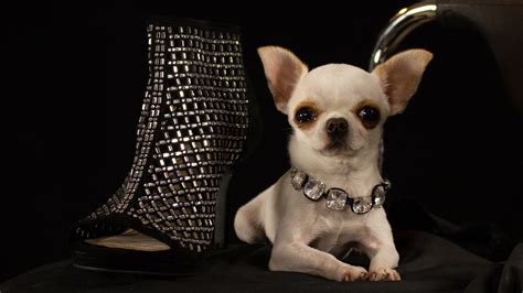 Worlds Smallest Full Grown Dog