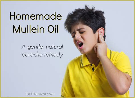 Pain in The Ear? Homemade Mullein Oil is a Natural Earache Remedy