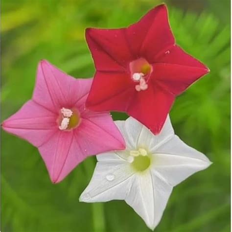 Star Glory 'Mixed' Seeds – Garden Mithra