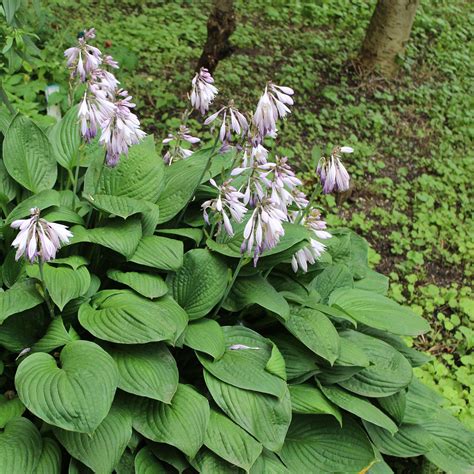 Pretty Blue-Gray Hosta Plants For Sale | Sieboldiana Elegans - Easy To ...