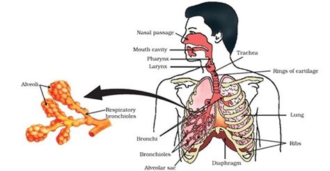 Image result for Interoception Predictive Coding