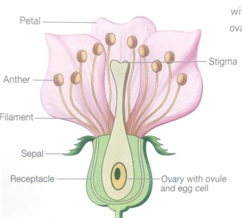 Mitesh Tutorial Info: How do plants reproduce?