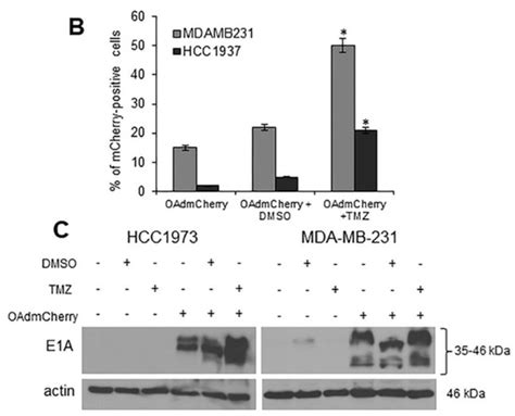 Temozolomide Enhances Triple-Negative Breast Cancer Virotherapy In Vitro