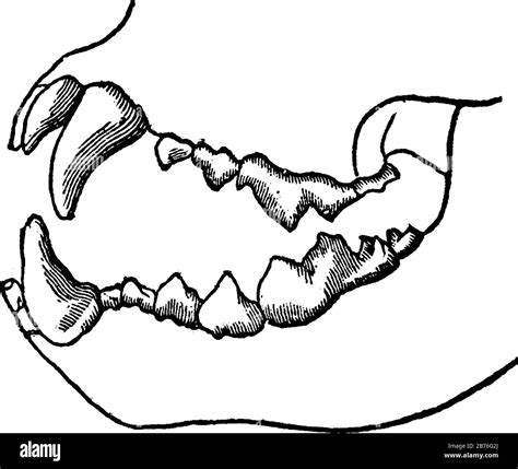 Carnivore Teeth Structure