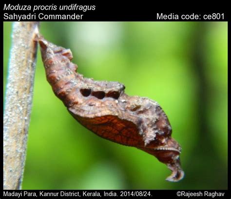 Moduza procris | Butterfly