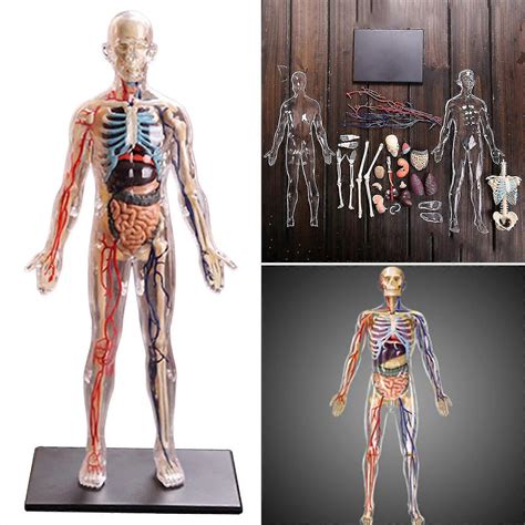Anatomy Figures Human Body