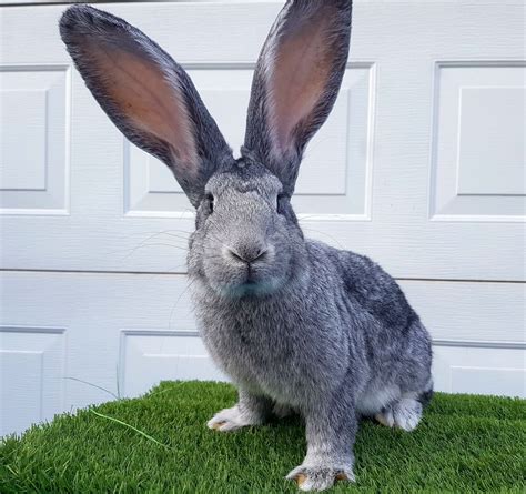 Continental Giant Rabbit Run at Jill Deleon blog