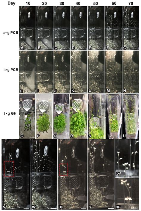 Molecular Basis to Integrate Microgravity Signals into the ...