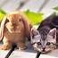 Image result for Real Bunny Rabbits