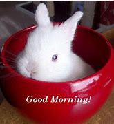 Image result for Caroon Good Morning Rabbit