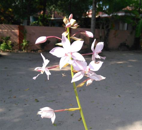 THARAVAD HERITAGE RESORT (Kerala/Alappuzha) - Guesthouse Reviews ...